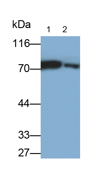 Polyclonal Antibody to Vitronectin (VTN)