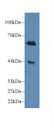 Polyclonal Antibody to Cluster Of Differentiation 15 (CD15)