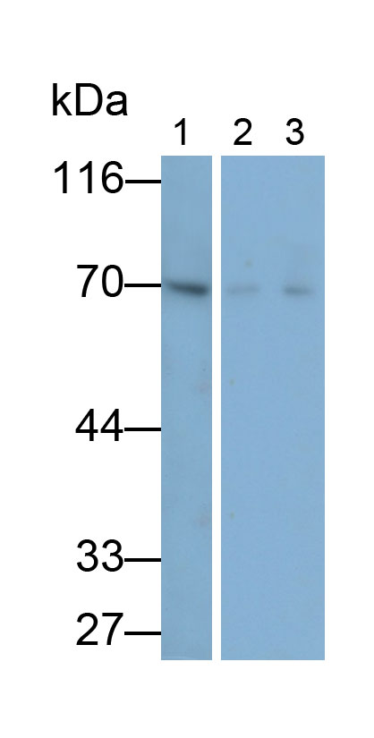 Polyclonal Antibody to Apoptosis Inducing Factor (AIF)