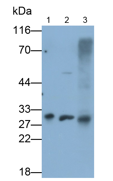 Polyclonal Antibody to Tryptase (TPS)