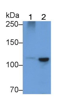 Polyclonal Antibody to Heat Shock 70kDa Protein 4 (HSPA4)