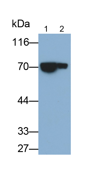 Polyclonal Antibody to Interleukin 12 Receptor Beta 2 (IL12Rb2)