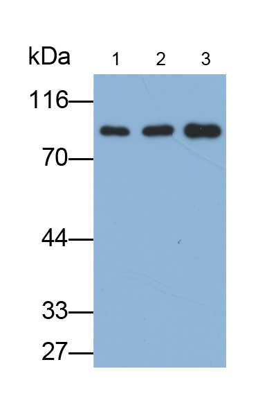 Polyclonal Antibody to Polymeric Immunoglobulin Receptor (PIGR)