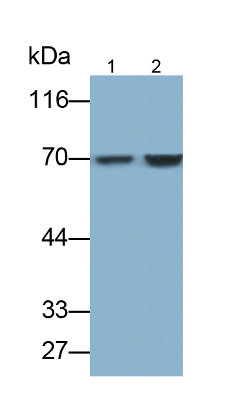Polyclonal Antibody to Heat Shock 70kDa Protein 1A (HSPA1A)
