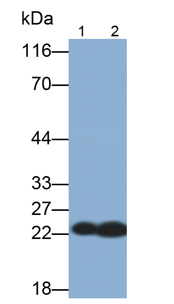 Polyclonal Antibody to Superoxide Dismutase 2, Mitochondrial (SOD2)