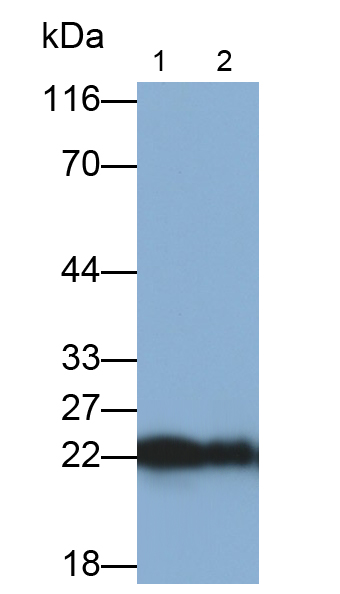 Polyclonal Antibody to Superoxide Dismutase 2, Mitochondrial (SOD2)