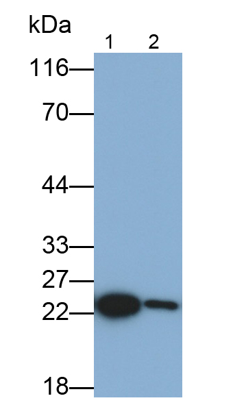 Polyclonal Antibody to Superoxide Dismutase 2, Mitochondrial (SOD2)