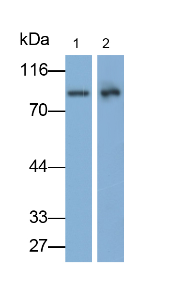 Polyclonal Antibody to Coagulation Factor XIII A1 Polypeptide (F13A1)