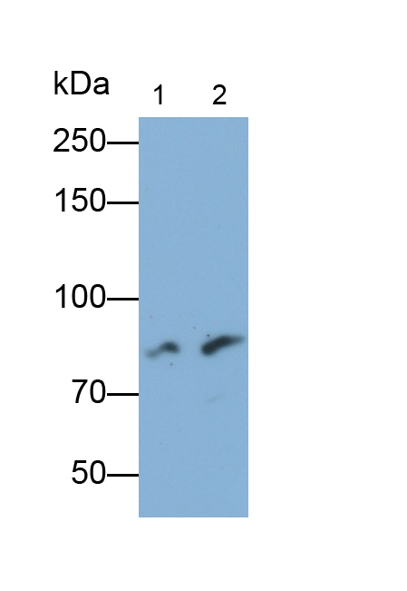 Polyclonal Antibody to Myosin Light Chain Kinase (MYLK)