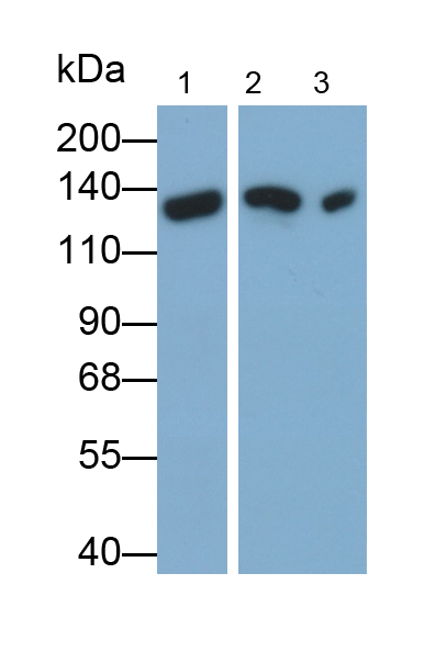 Polyclonal Antibody to Cluster Of Differentiation 42b (CD42b)