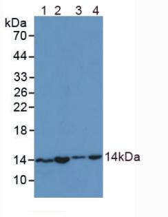 Polyclonal Antibody to Small Nuclear Ribonucleoprotein Polypeptide D1 (SNRPD1)