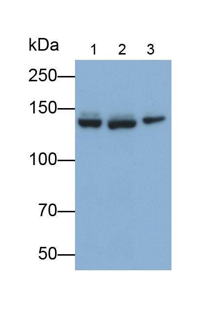 Polyclonal Antibody to Structural Maintenance Of Chromosomes Protein 3 (SMC3)