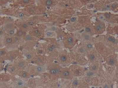 Polyclonal Antibody to Nucleoporin 153 (NUP153)