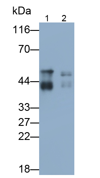 Polyclonal Antibody to c-Jun N-terminal Kinase 1 (JNK1)