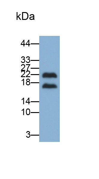 Polyclonal Antibody to Target Of The Antiproliferative Antibody 1 (TAPA1)