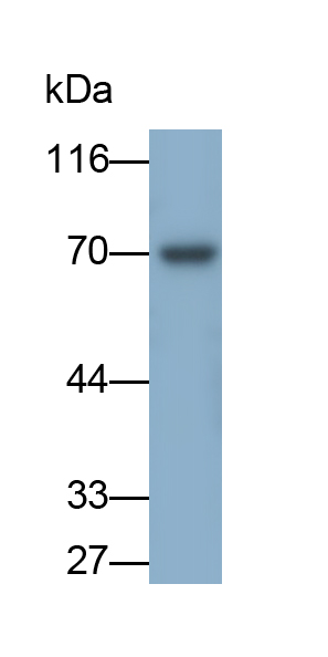 Polyclonal Antibody to VGF Nerve Growth Factor Inducible (VGF)