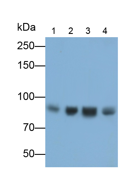 Polyclonal Antibody to Transferrin Receptor (TFR)