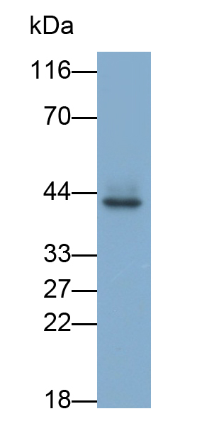 Polyclonal Antibody to Cluster Of Differentiation 1a (CD1a)