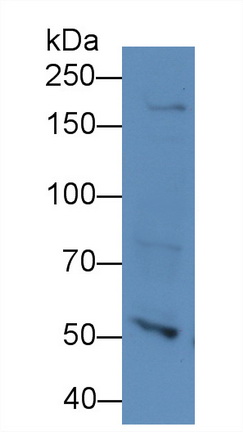 Polyclonal Antibody to Nucleoporin 205kDa (NUP205)