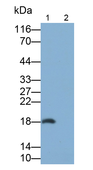 Polyclonal Antibody to Interleukin 31 (IL31)