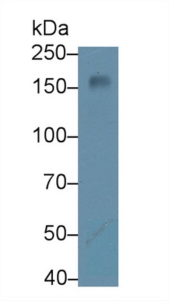 Polyclonal Antibody to Nucleoporin 160 (NUP160)