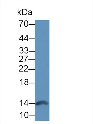 Polyclonal Antibody to Lysozyme (LZM)