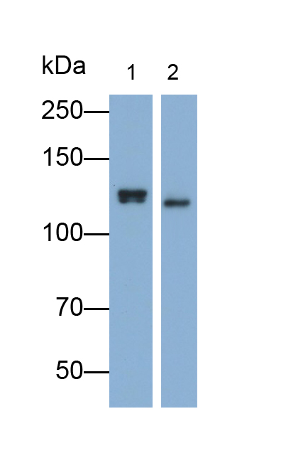 Polyclonal Antibody to Contactin 4 (CNTN4)