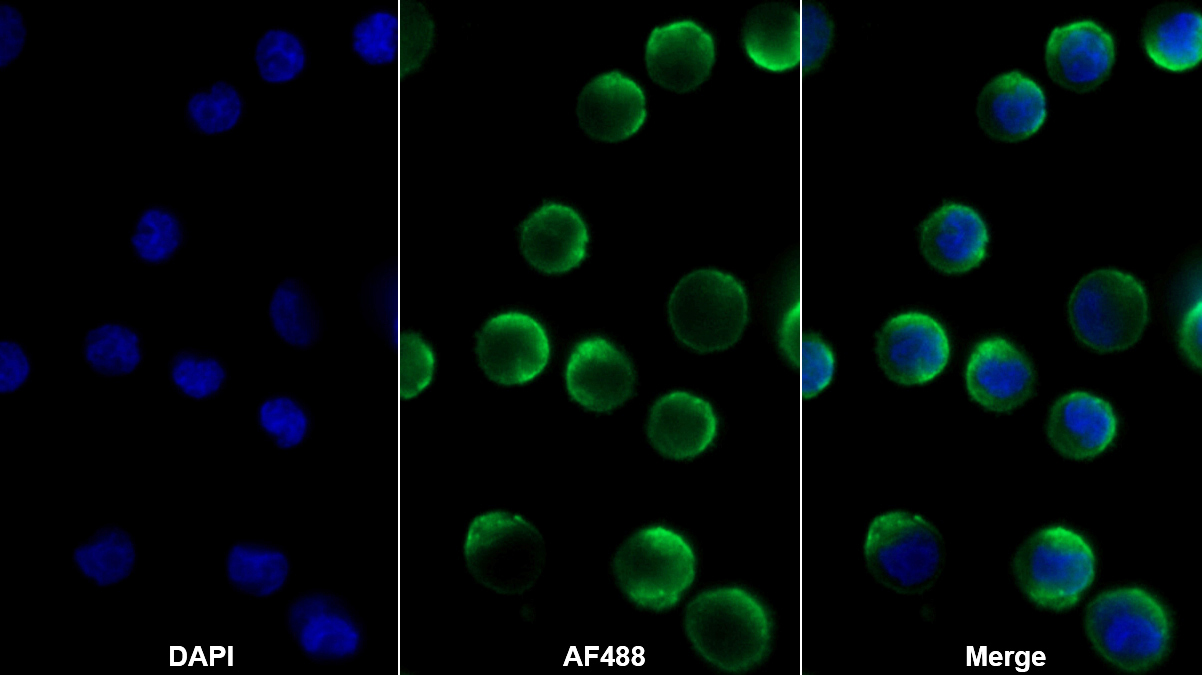 Polyclonal Antibody to Contactin-associated protein-like 4 (CNTNAP4)