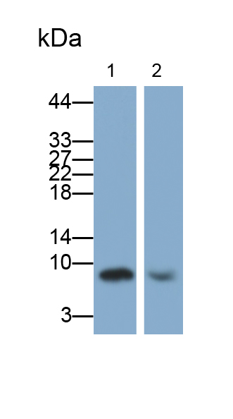 Polyclonal Antibody to Cytotoxic T-Lymphocyte Associated Antigen 4 (CTLA4)