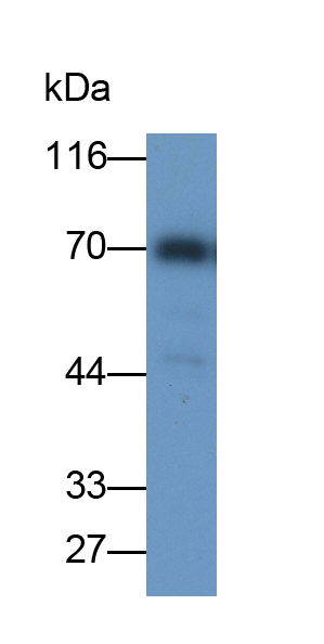 Polyclonal Antibody to Cluster Of Differentiation 73 (CD73)
