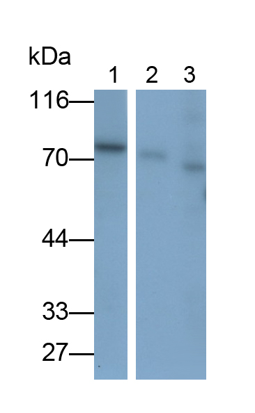 Polyclonal Antibody to Cluster Of Differentiation 73 (CD73)