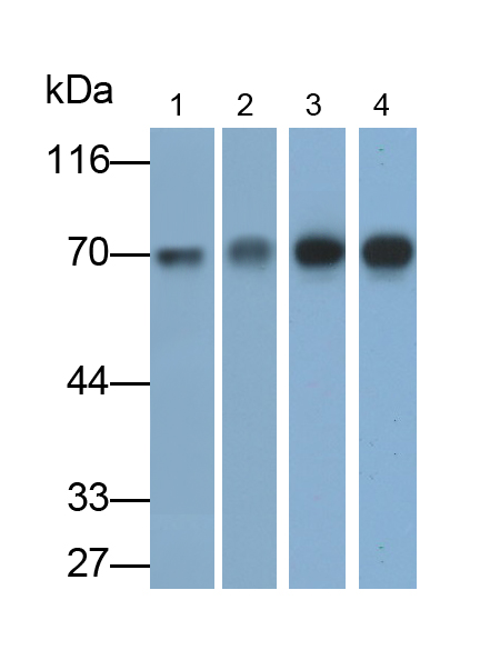 Polyclonal Antibody to Cluster Of Differentiation 73 (CD73)