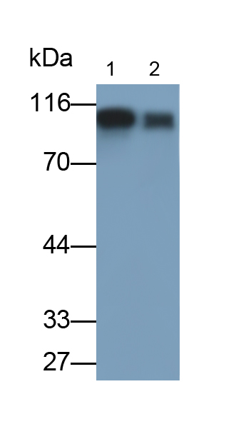 Polyclonal Antibody to Integrin Beta 3 (ITGb3)