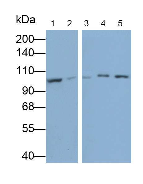 Polyclonal Antibody to Integrin Beta 3 (ITGb3)