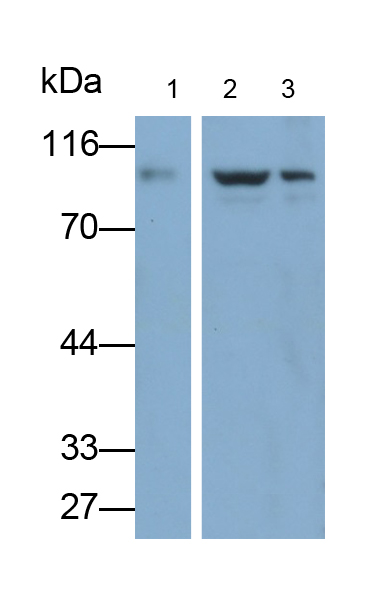 Polyclonal Antibody to Integrin Beta 3 (ITGb3)