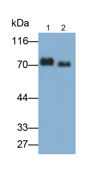 Polyclonal Antibody to Kininogen 1 (KNG1)