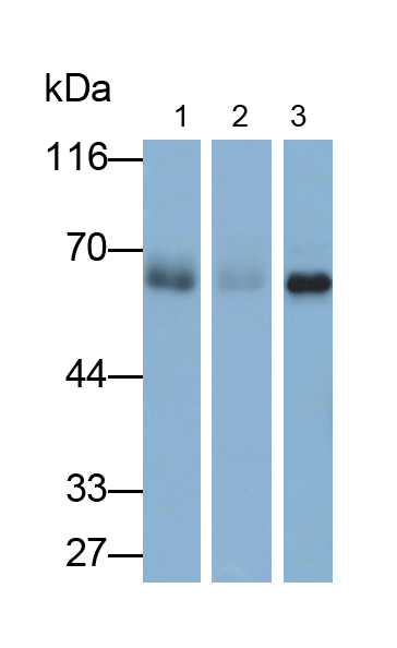 Polyclonal Antibody to Membrane Cofactor Protein (MCP)