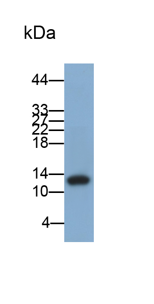 Polyclonal Antibody to Fatty Acid Binding Protein 7, Brain (FABP7)