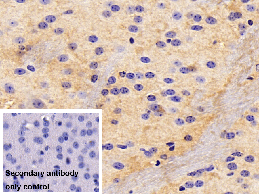 Polyclonal Antibody to Dopamine Receptor D1 (DRD1)