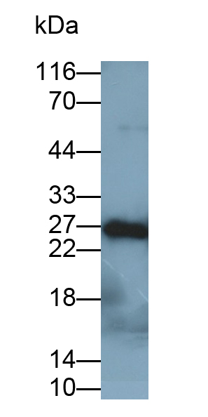Polyclonal Antibody to Cluster of Differentiation 42d (CD42d)