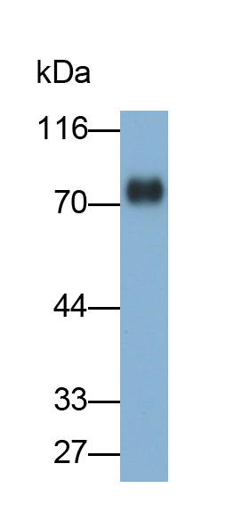 Polyclonal Antibody to Cluster of Differentiation 42d (CD42d)