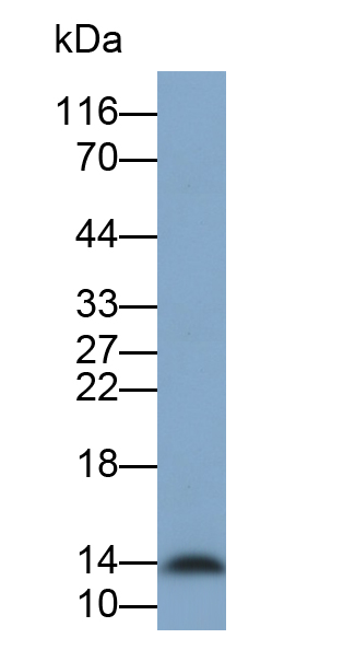 Polyclonal Antibody to Secretory Leukocyte Peptidase Inhibitor (SLPI)