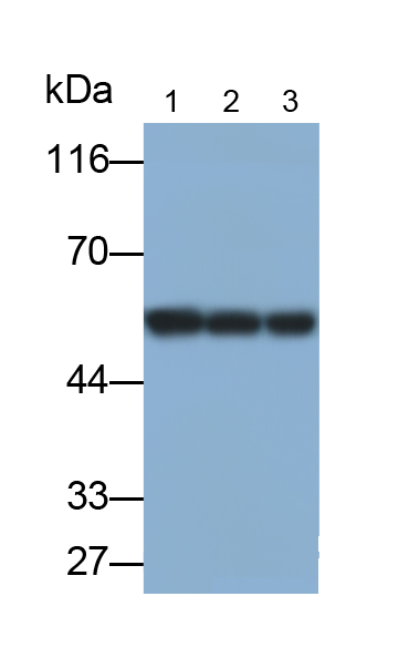 Polyclonal Antibody to Glutathione Reductase (GR)