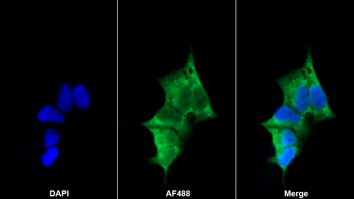 Polyclonal Antibody to Procollagen C-Endopeptidase Enhancer (PCOLCE)
