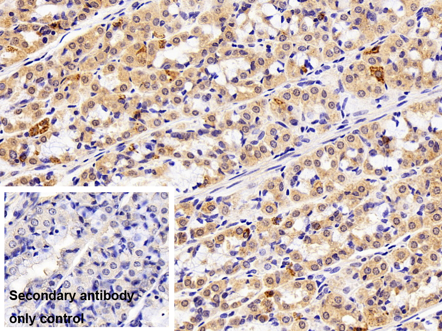 Polyclonal Antibody to Bcl2 Associated X Protein (Bax)