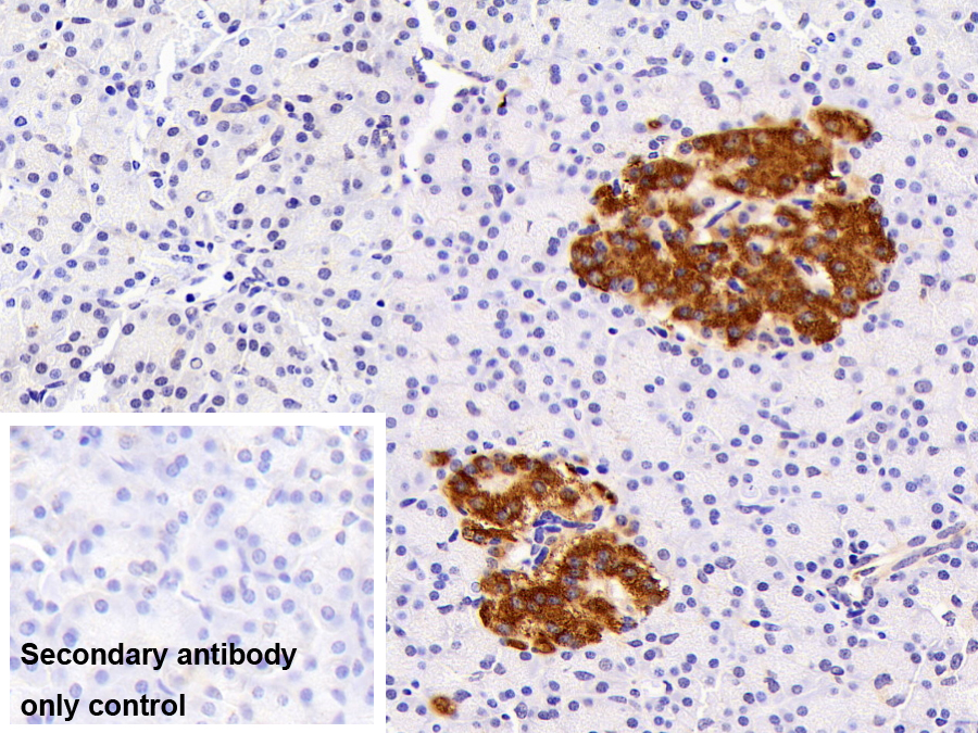 Polyclonal Antibody to Bcl2 Associated X Protein (Bax)