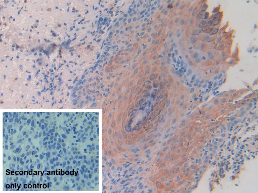 Polyclonal Antibody to Tetraspanin 30Cluster of Differentiation 63 (CD63)