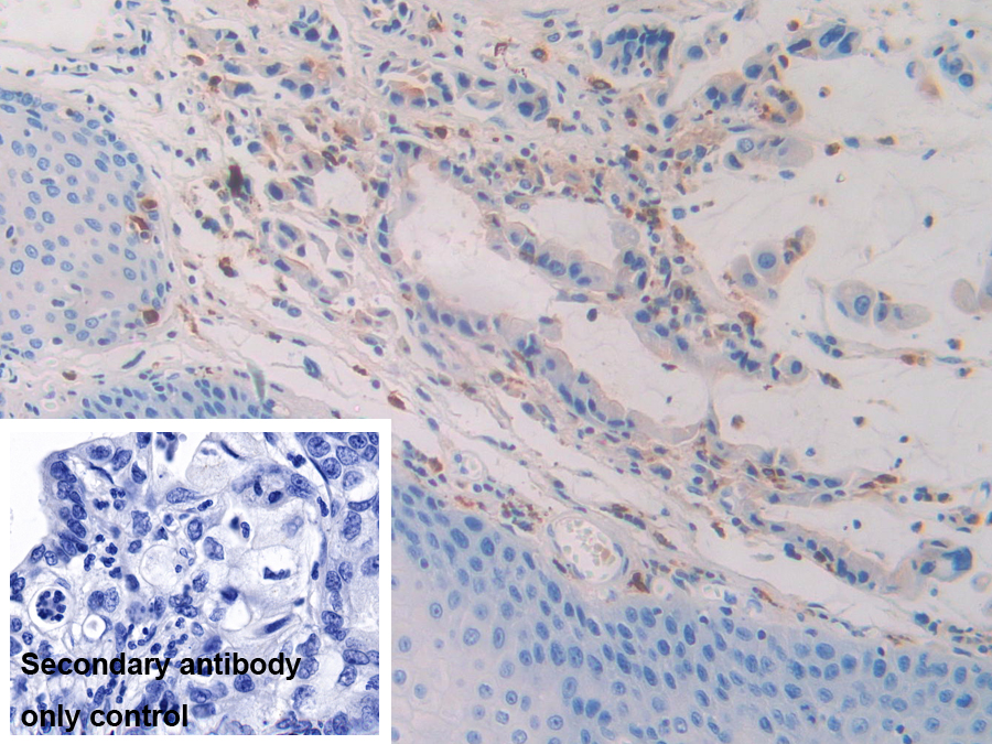 Polyclonal Antibody to Tetraspanin 30Cluster of Differentiation 63 (CD63)