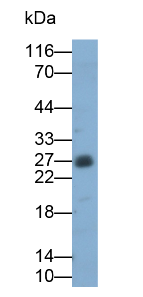 Polyclonal Antibody to Activating Transcription Factor 1 (ATF1)