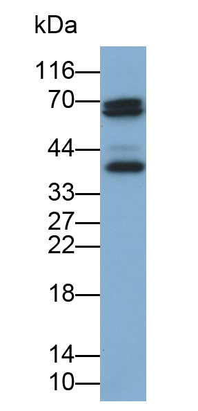 Polyclonal Antibody to Activating Transcription Factor 1 (ATF1)